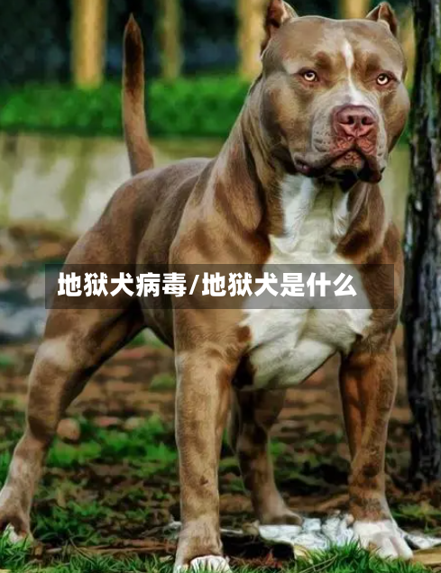地狱犬病毒/地狱犬是什么